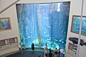 Long Beach Aquarium 1
